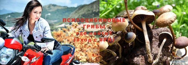 шишки Абаза